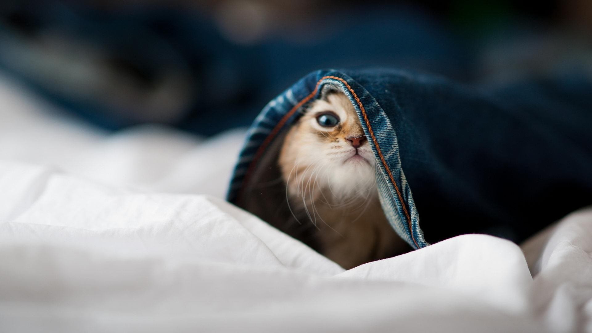 张镇麟，纽约的辽宁血脉如何用一场横扫定义赛季终极悬念？