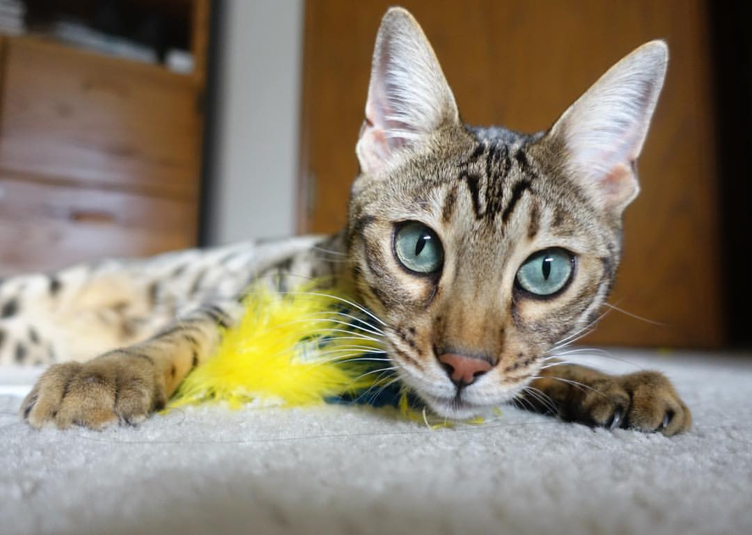 双重唯一性，尼克斯横扫雄鹿的团队奇迹与莫兰特个人扛队的领袖风采