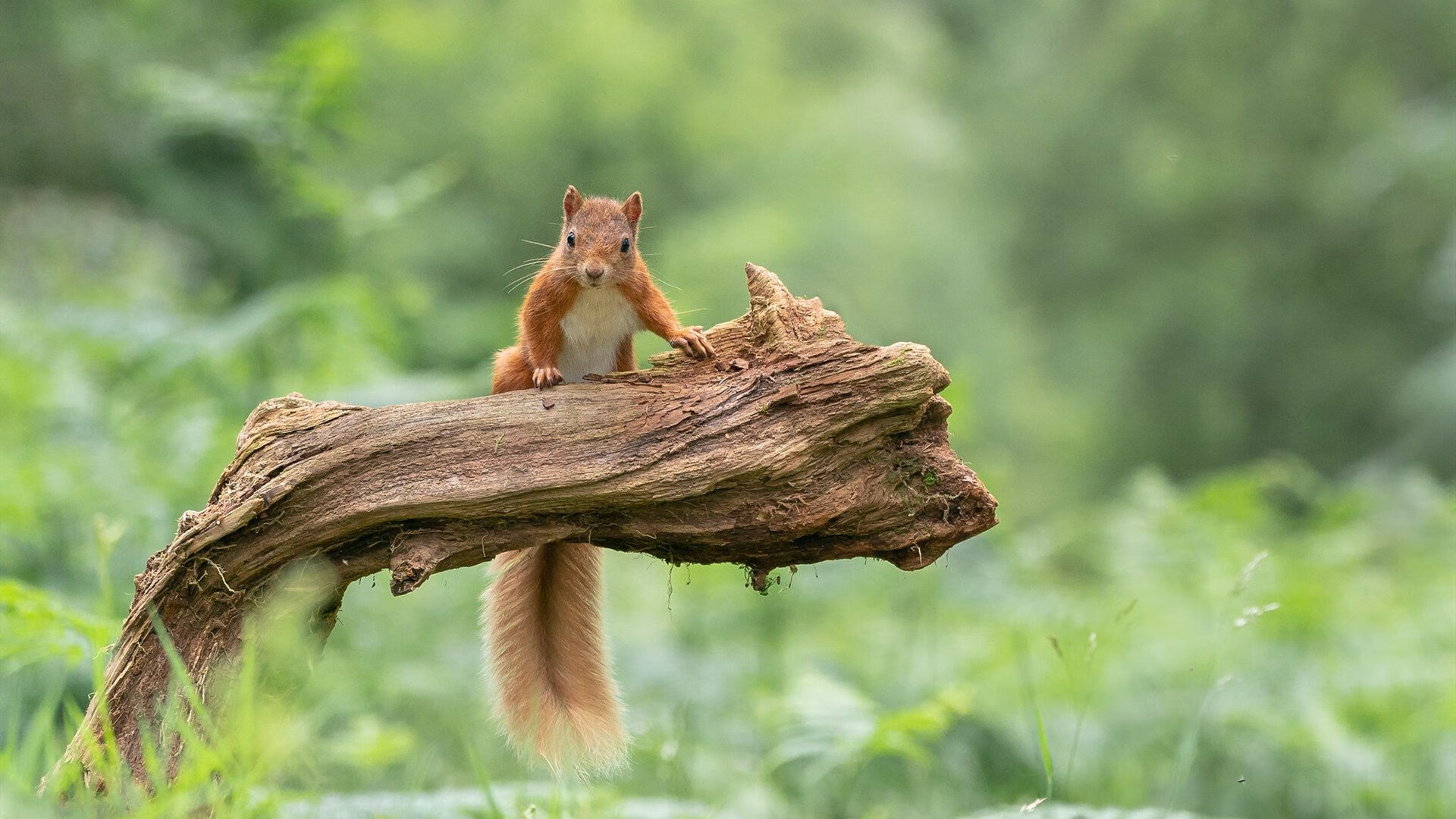 威廉姆斯惊天逆袭,红牛王朝的裂痕与皮亚斯特里的新星宣言