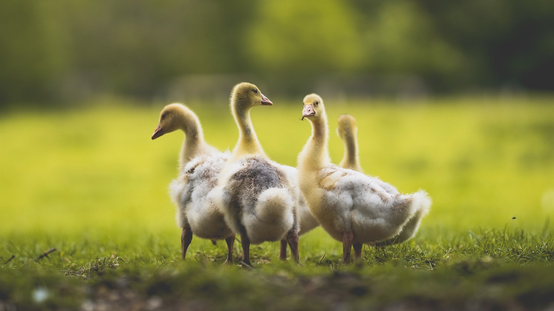 极速交锋与战术压制，F1街道赛焦点战与快船征服雄鹿的体育双重奏