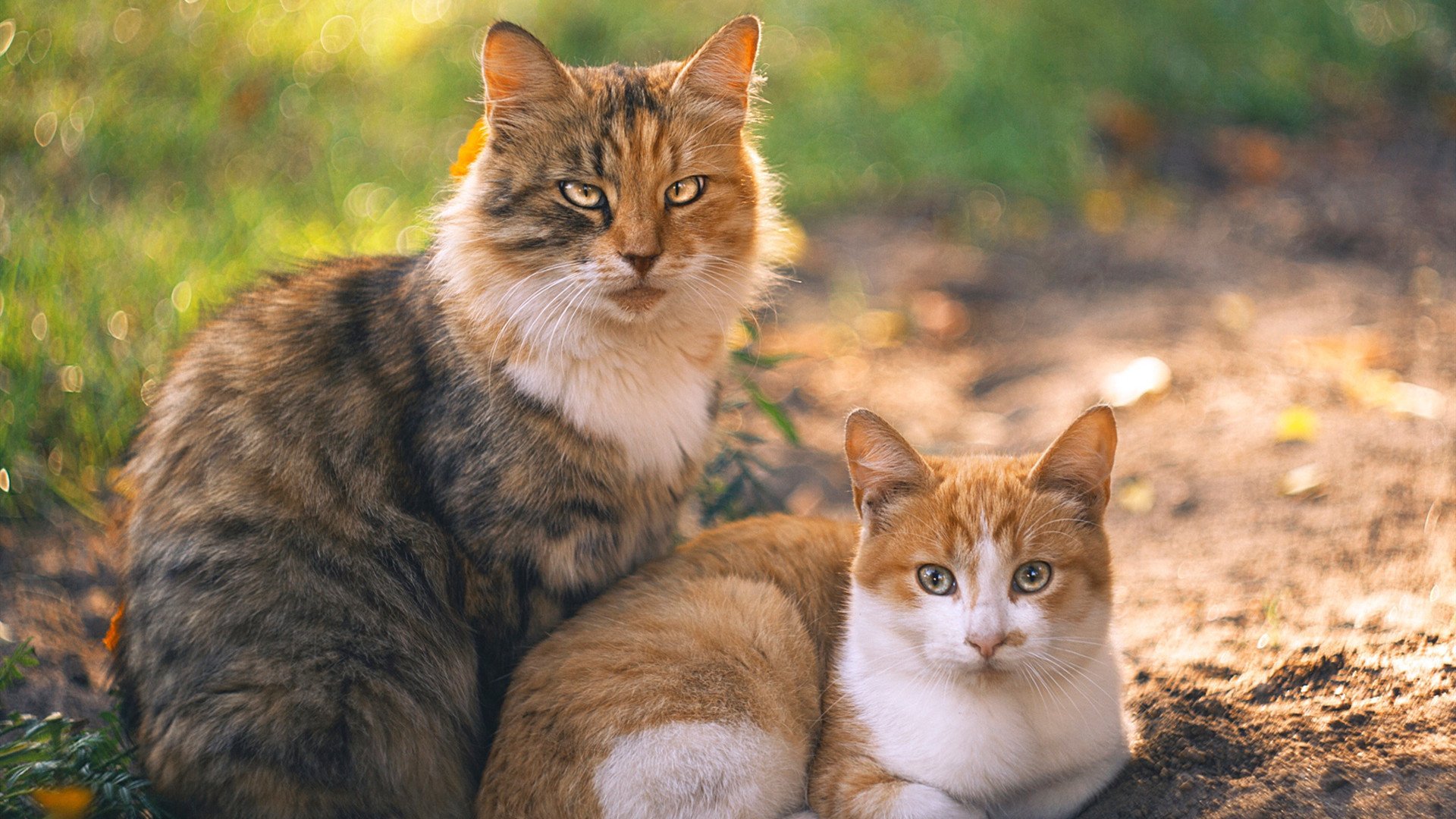 跨界掌控，森林狼以节奏驯服猛龙，利拉德在F1式揭幕战中接管比赛