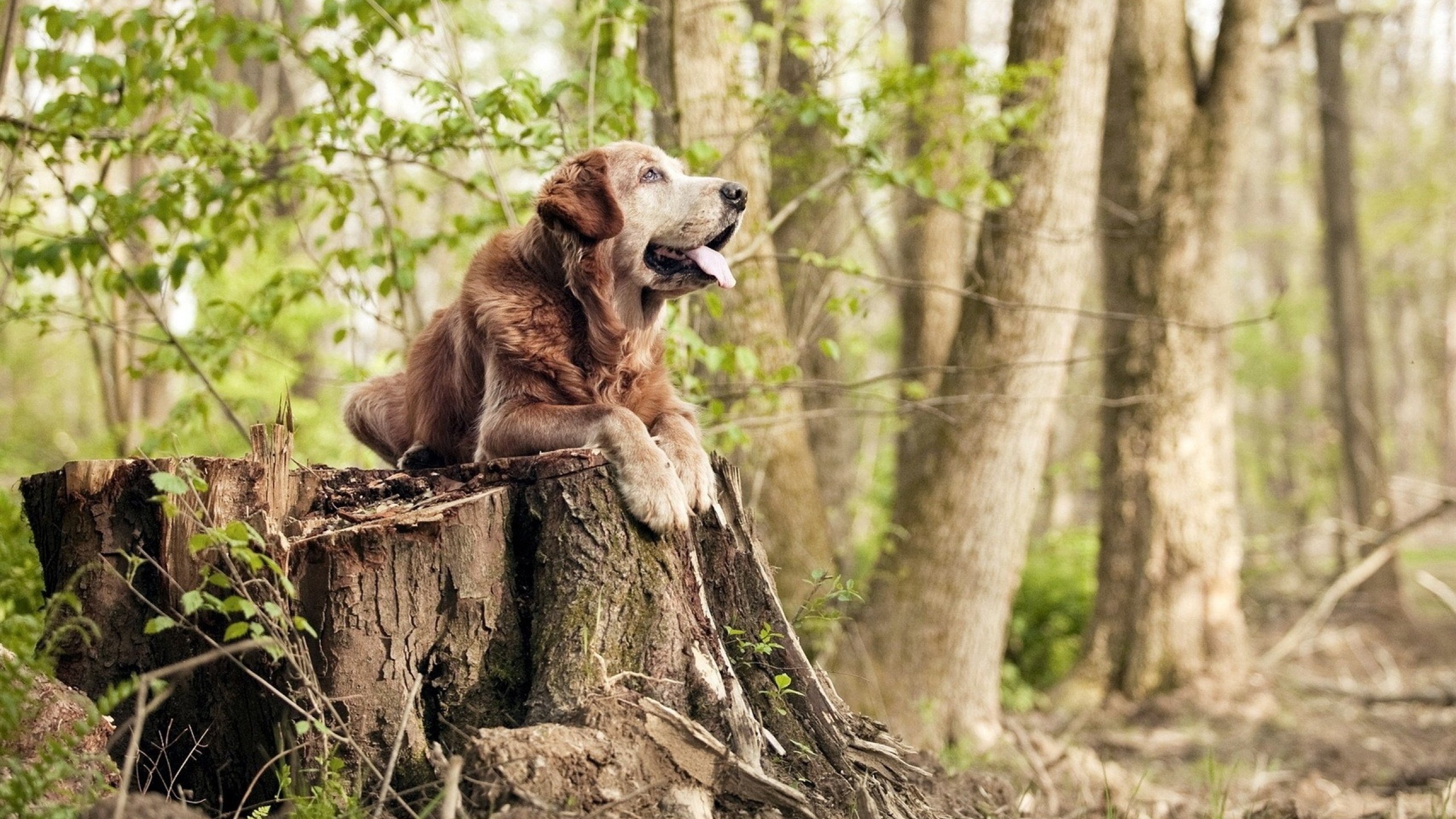 安菲尔德之夜,当利物浦突围苏格兰,格列兹曼上演乔丹时刻