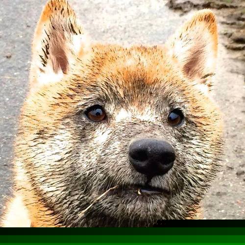 奇迹之夜,秘鲁最后时刻绝杀美国,劳塔罗从低迷到救赎的史诗