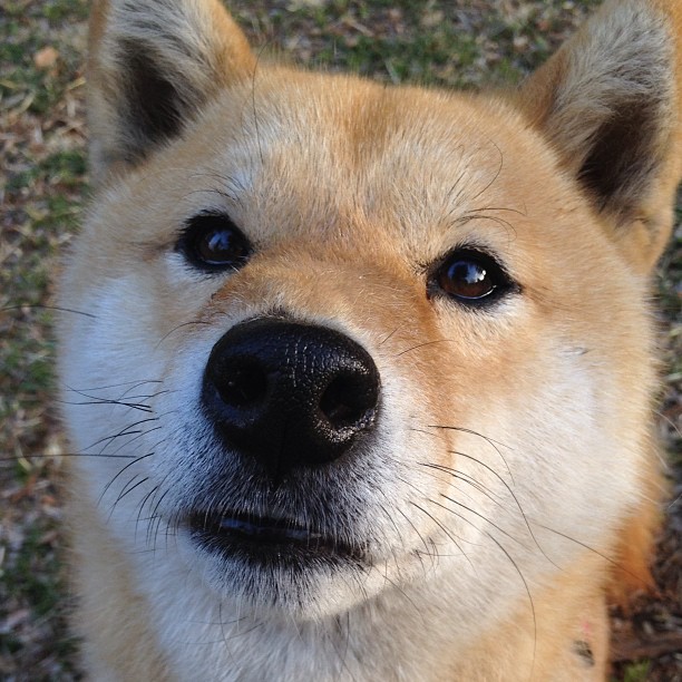 越洋电话里的关键先生，本泽马如何一句话击碎比利时黄金一代