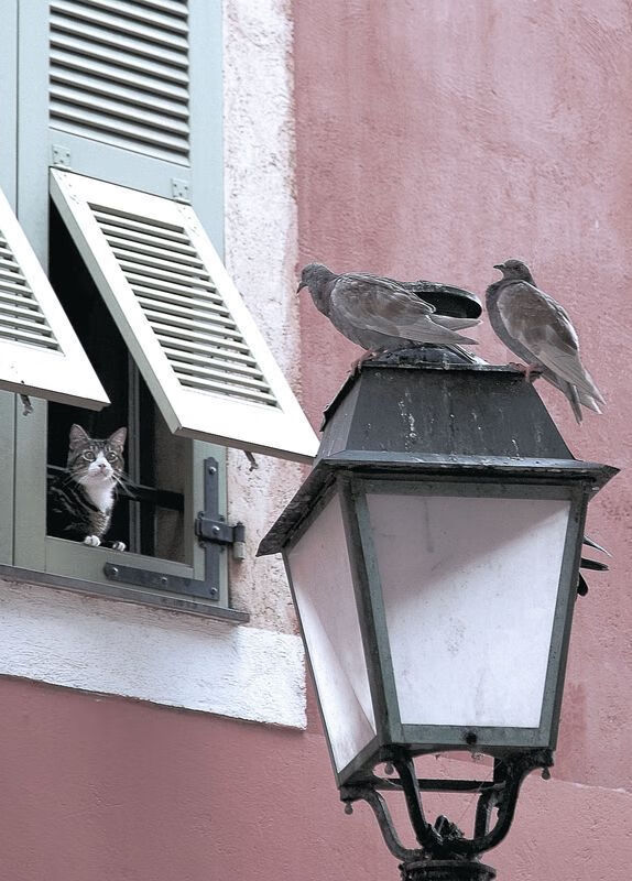 京多安,攻防转换的艺术大师,波兰轻取芬兰的战术启示