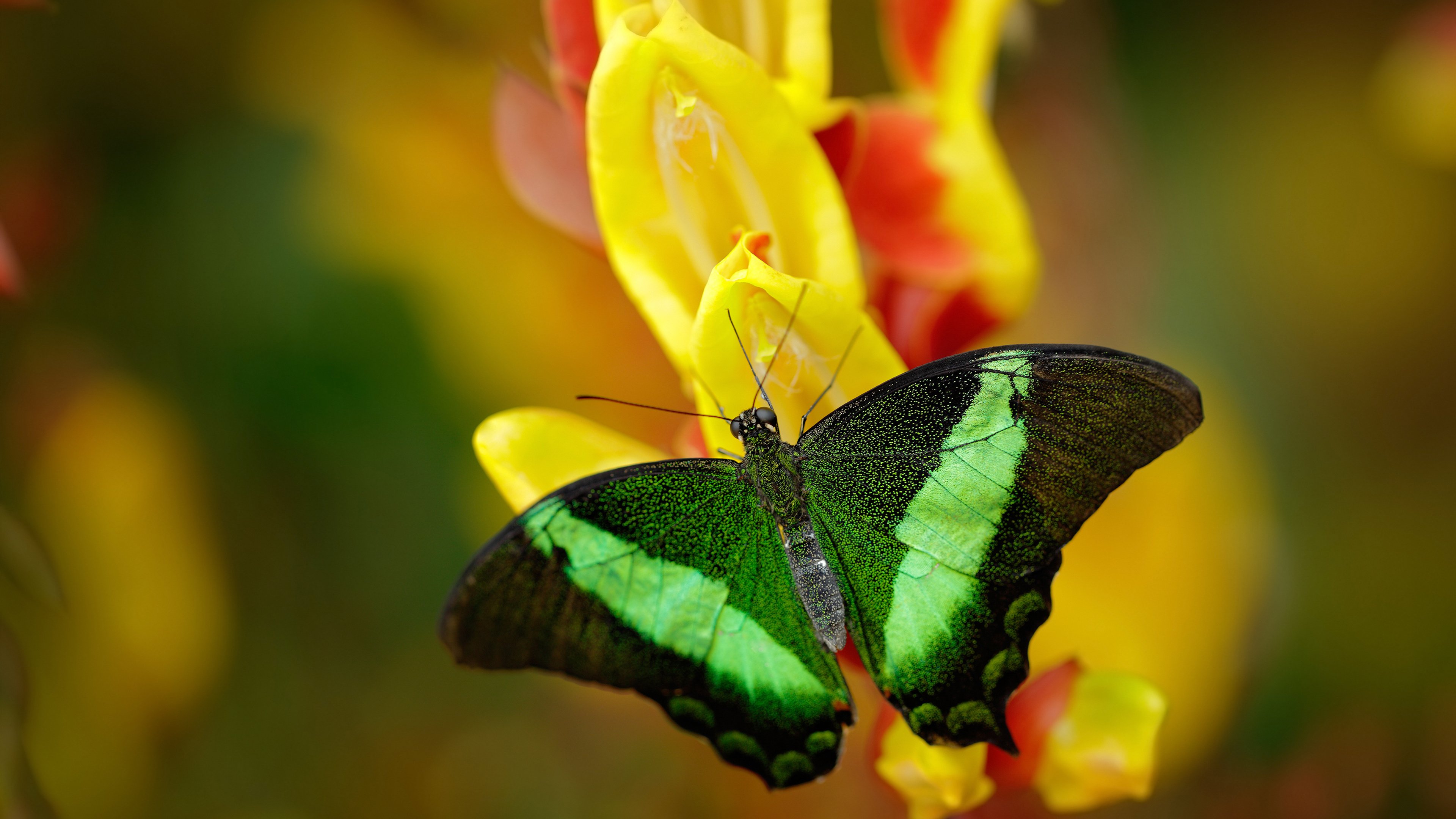 亚洲新王诞生！读秒绝杀，日本球队用米兰的鲜血书写历史