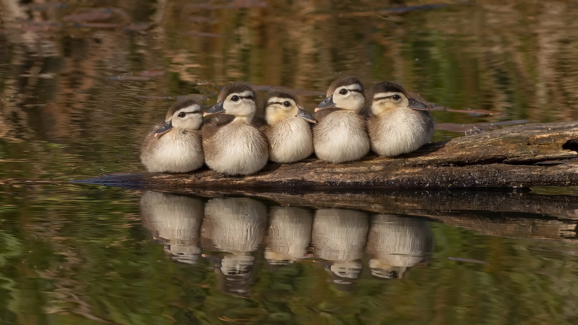 切尔西碾压里昂，厄德高成攻防转换发动机