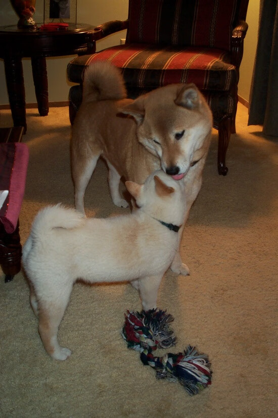 平行宇宙的哨响，当新疆飞虎咬破布鲁克林篮网