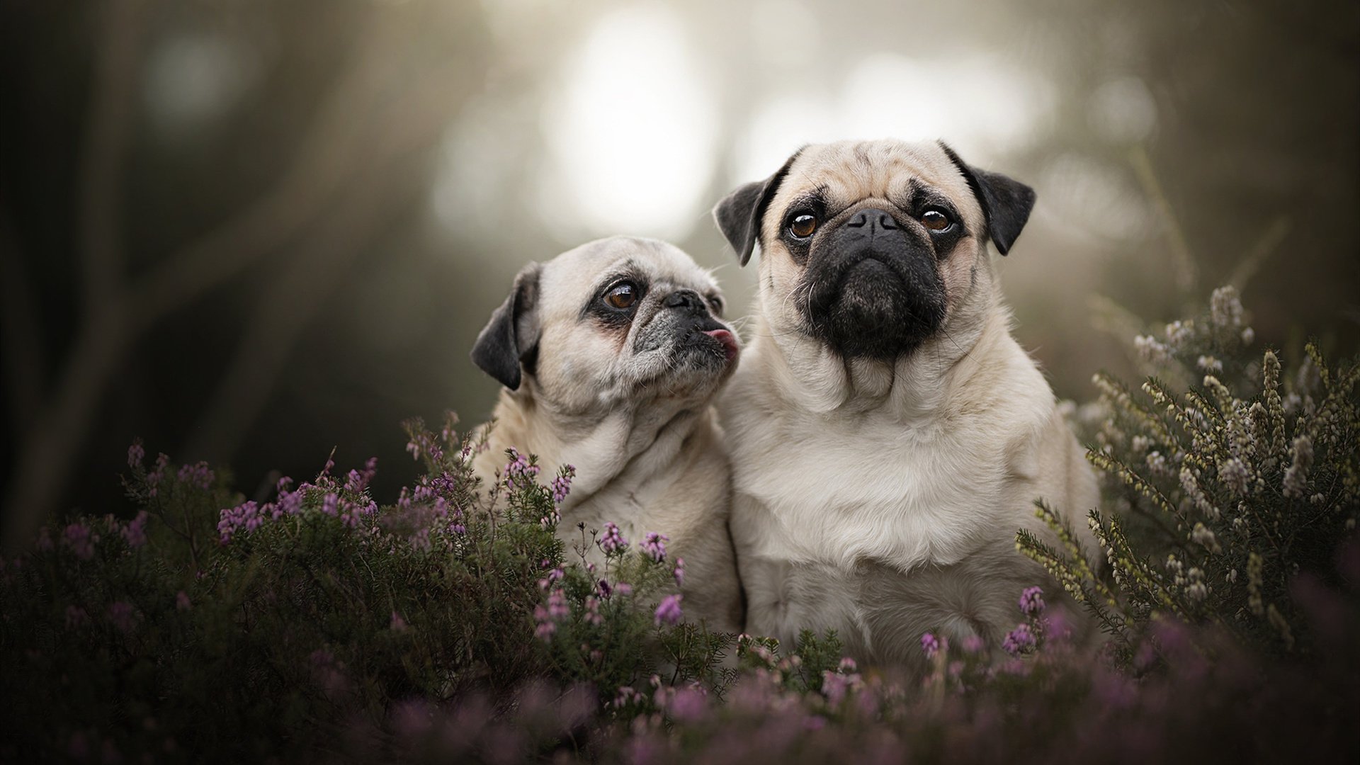 铜墙铁壁红军魂，金玟哉一夫当关，利物浦铸就乌克兰铁幕