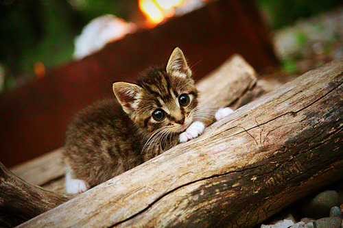 瑞士军刀的精密手术，2026世界杯焦点战，团队纪律如何绞杀克罗地亚黄金一代