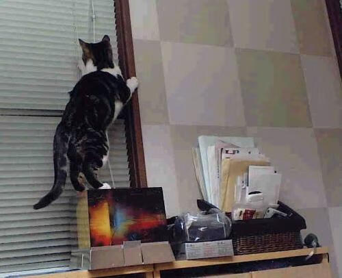 非洲对决与巨星闪耀，喀麦隆强行终结塞内加尔，姆巴佩关键节点连续得分