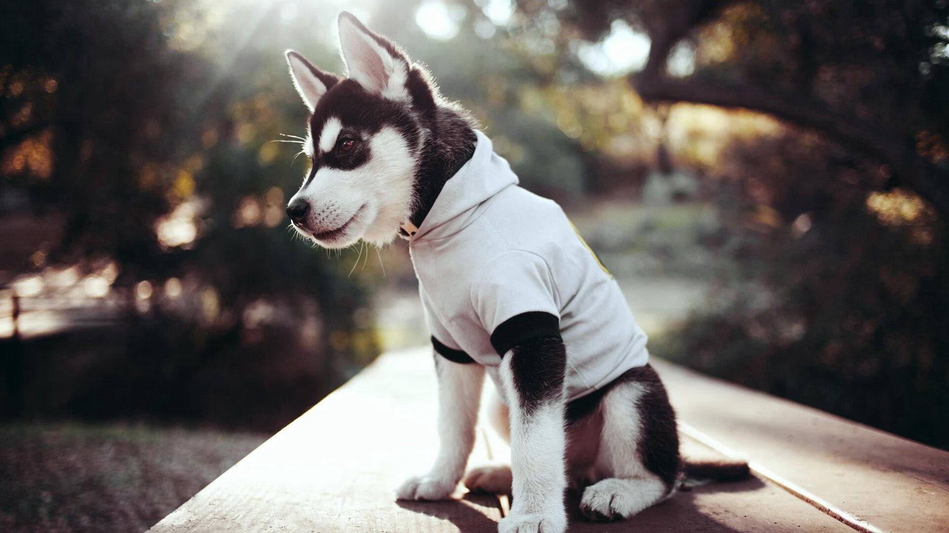 引擎咆哮下的逆转之夜，苏亚雷斯关键七圈改写街道赛历史