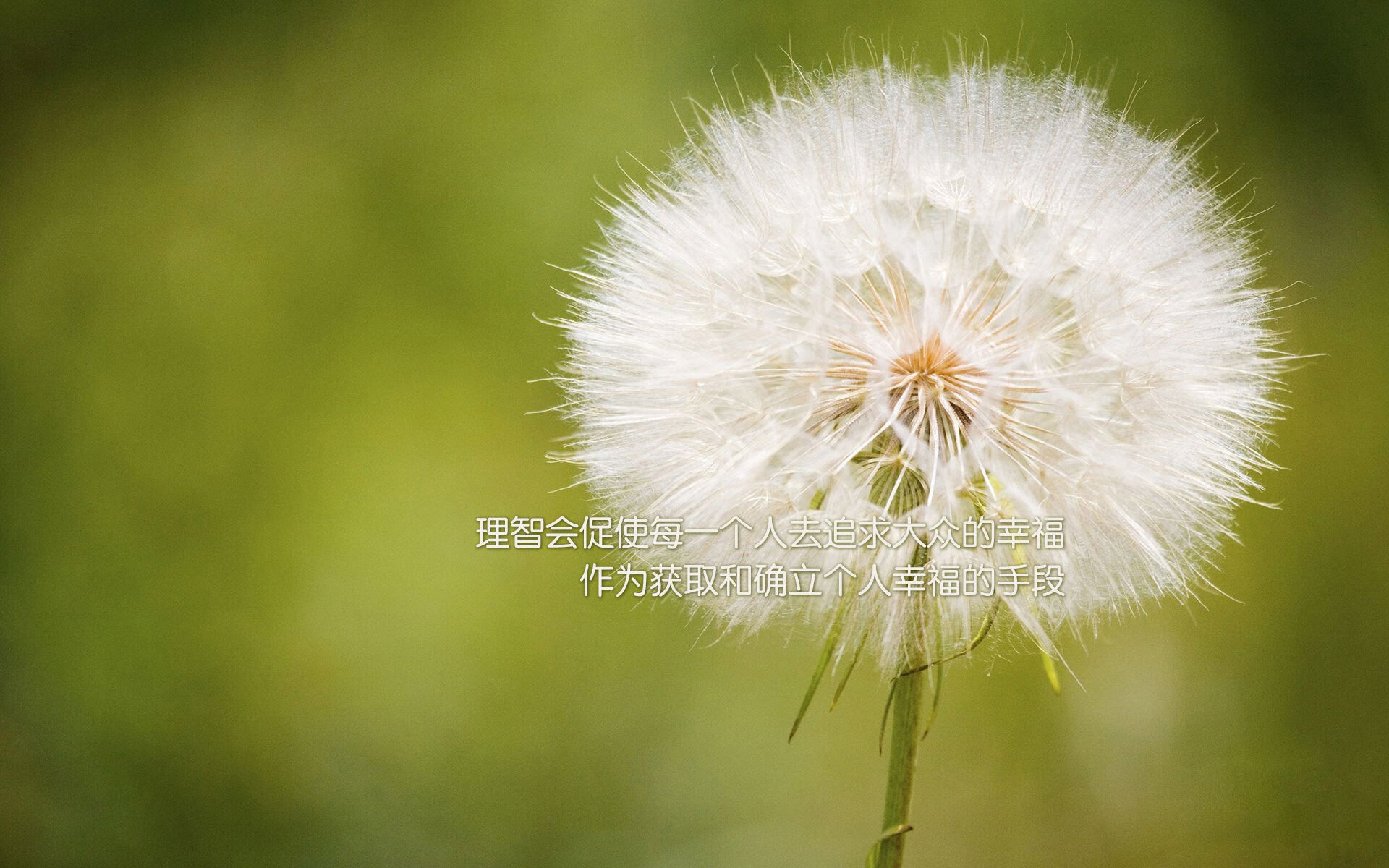 孤勇者的凯旋,2026生死战,坎塞洛一剑封喉,葡萄牙完胜加拿大